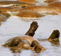 hippo-3small.jpeg