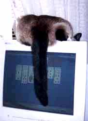siamese_on_computer-3.jpeg